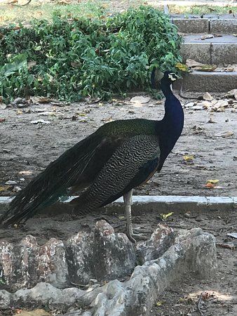 Shreyas Folk Museum